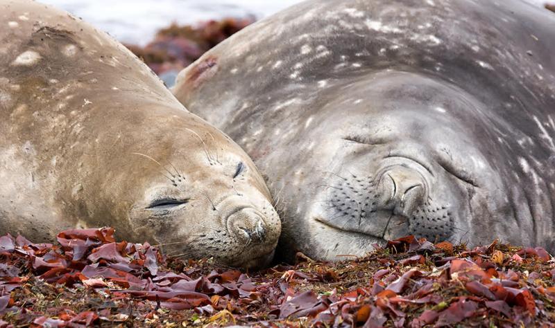 Avian flu has decimated world's largest breeding colony of southern elephant seals