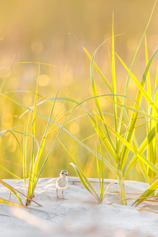 A small bird chick stands on white sand among tall green beach grass, bathed in warm, golden sunlight. The background is softly blurred, creating a peaceful, natural scene.