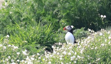 Puffins make a comeback at Isle of Muck after 25 years – The Irish Times
