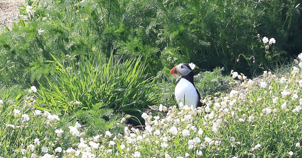 Puffins make a comeback at Isle of Muck after 25 years – The Irish Times