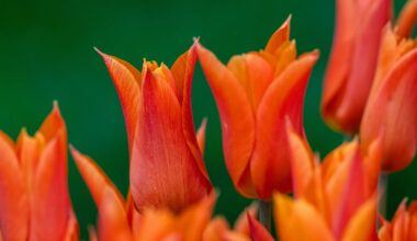 Man handed restraining order after destroying neighbour’s floral display with weedkiller – The Irish Times