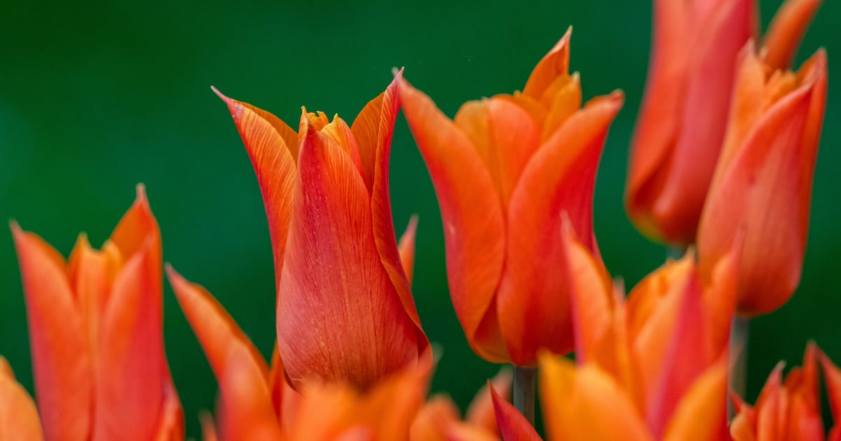 Man handed restraining order after destroying neighbour’s floral display with weedkiller – The Irish Times