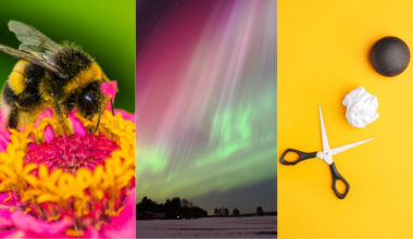 Awesome Auroras, Morse Code For Bees, And More! : ScienceAlert