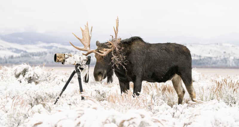 A moose with branches tangled in its antlers stands in a snowy field, closely inspecting a camera with a large lens mounted on a tripod. Snow-covered mountains are visible in the background.