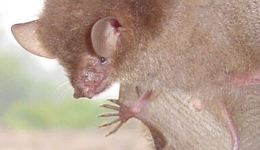 Six New Species of Bats Discovered – Just in Time for Halloween