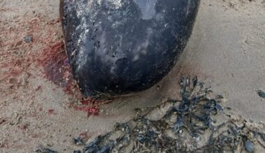 Whale never before seen in Irish waters washes up on Donegal beach – The Irish Times