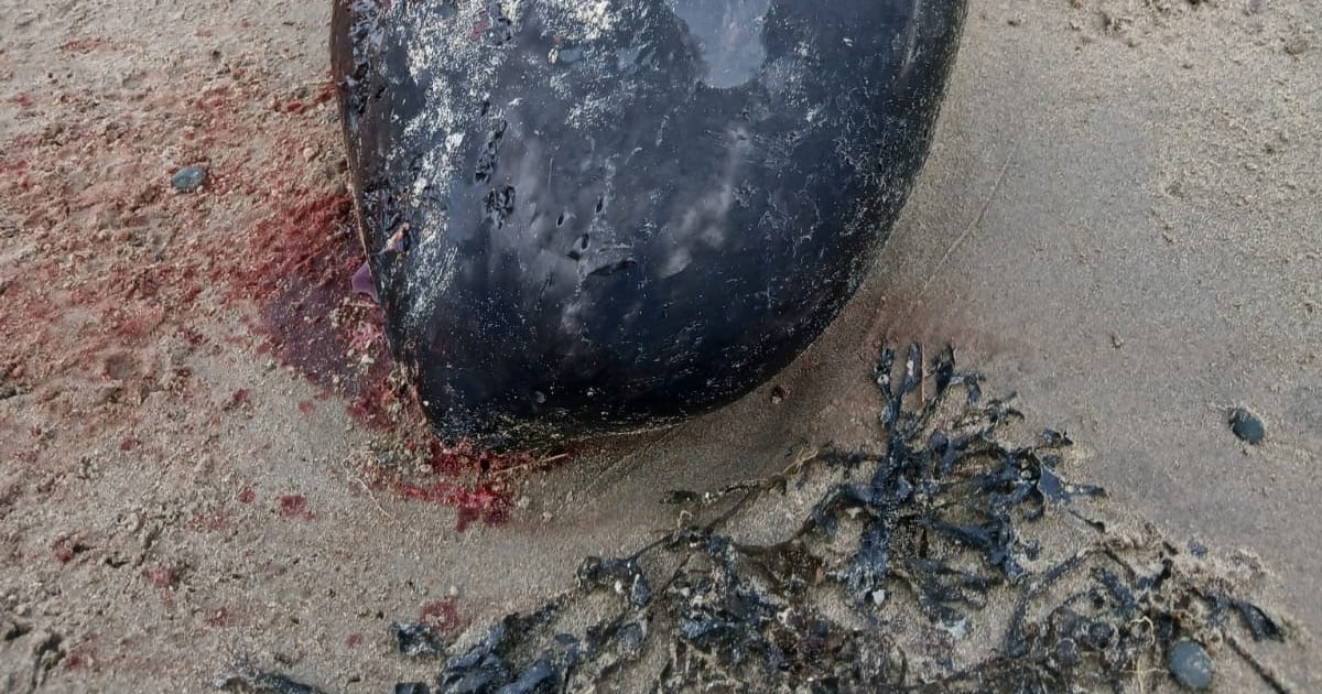 Whale never before seen in Irish waters washes up on Donegal beach – The Irish Times
