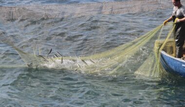 Mediterranean, Black Sea fish stocks show recovery but threats persist, UN says
