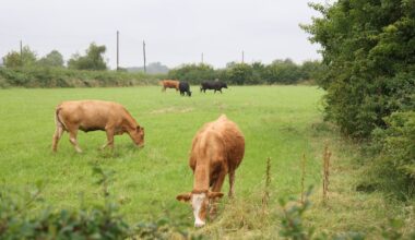 Bluetongue virus detected in cattle in Co Down, control measures in place – The Irish Times