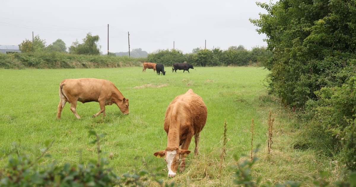 Bluetongue virus detected in cattle in Co Down, control measures in place – The Irish Times