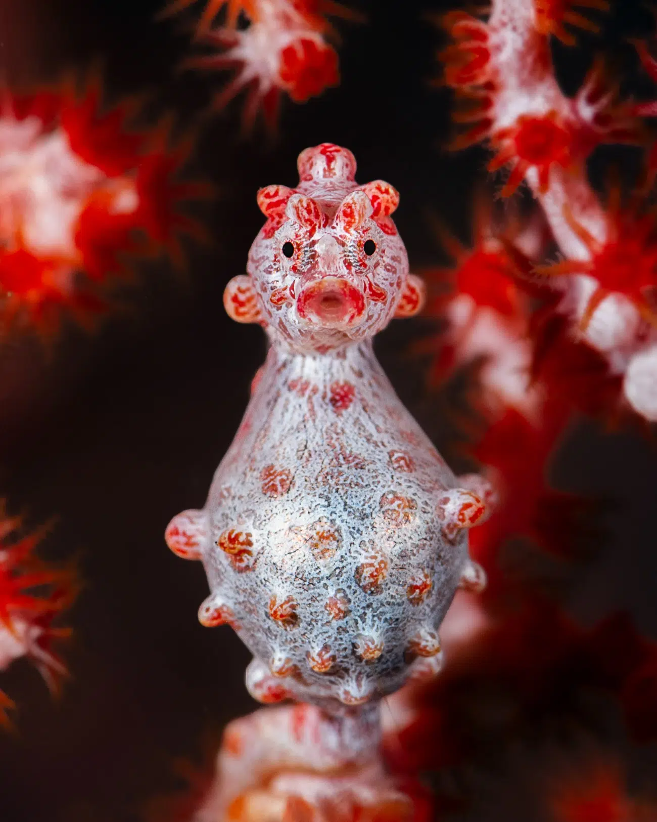 Pygmy seahorse