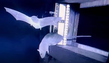 Why rat-hunting bats have sparked pandemic fears – Firstpost