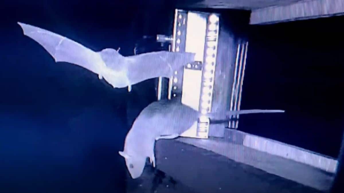 Why rat-hunting bats have sparked pandemic fears – Firstpost