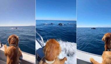Golden Retriever Watches Whales & Dolphins Swim Alongside in Scenic Video