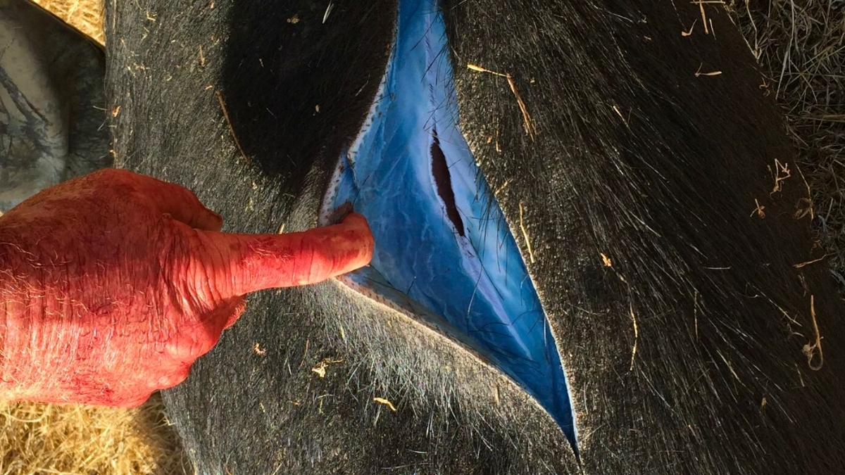 Wild Pigs Turned 'Neon Blue' in California, Triggering Warnings : ScienceAlert