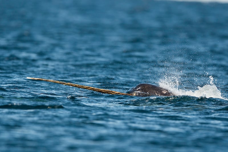 A male narwhal swimming near Baffin Island, Canada. The males of the species are famous for their long tusks and are often dubbed the unicorns of the sea. Photograph: Getty
