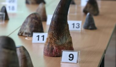 Singapore snares record haul of smuggled rhino horns from South Africa