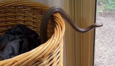 Watch: Venomous snake found hiding inside family's laundry basket
