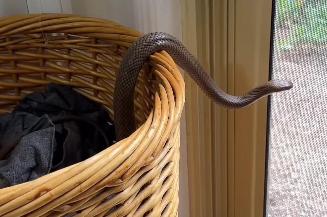 Watch: Venomous snake found hiding inside family's laundry basket