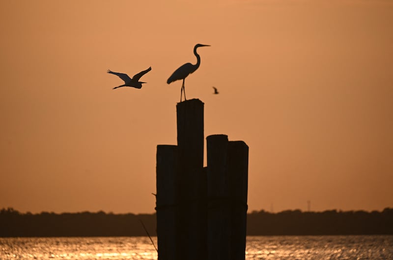 A heron flies over the Guama River in Belem, Para State, Brazil on November 9, 2025. Photograph: Mauro Pimentel/AFP via Getty Images    