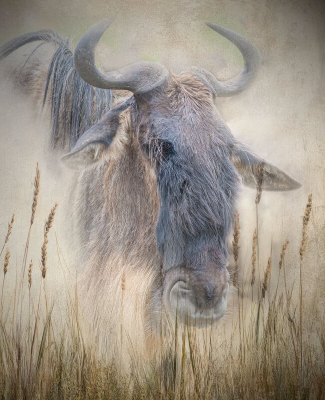 A close-up of a wildebeest standing in tall, dry grass. The background is soft and textured, blending the animal’s fur and horns with the natural surroundings. The image has an artistic, almost painted effect.
