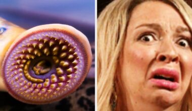 Earth's Scariest Creatures: 16 Nightmare Animals