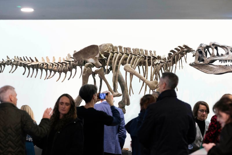 Ireland’s largest fossil exhibition runs in the Glucksman gallery in University College Cork until April. Photograph: Clare Keogh 
