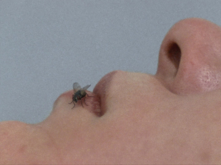 Close-up of a fly sitting on the skin near a person's nose against a light background.
