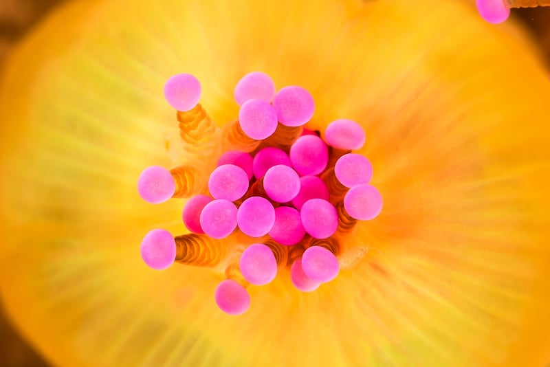 Jewel anemone near Valentia Island. Photograph: Nigel Motyer
