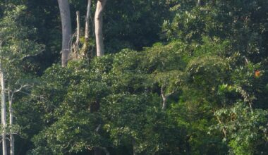 Elephant dung DNA reveals hidden forest populations, study shows