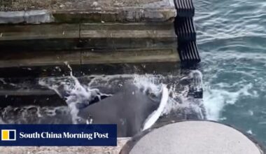 Hong Kong hooked as endangered stingray fished out of Victoria Harbour