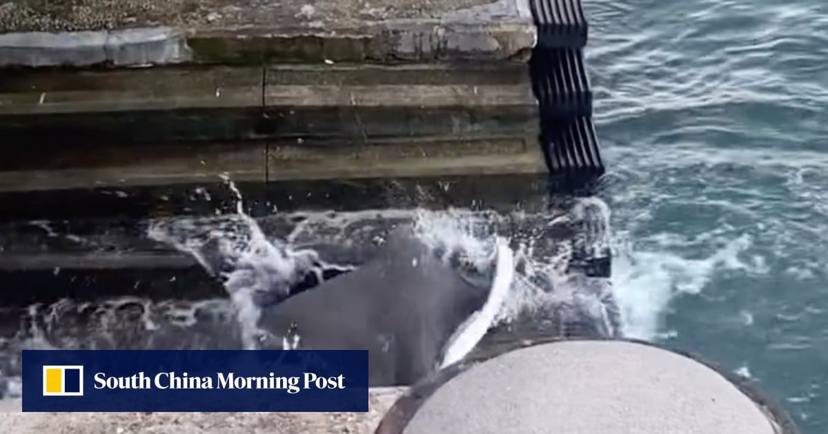 Hong Kong hooked as endangered stingray fished out of Victoria Harbour