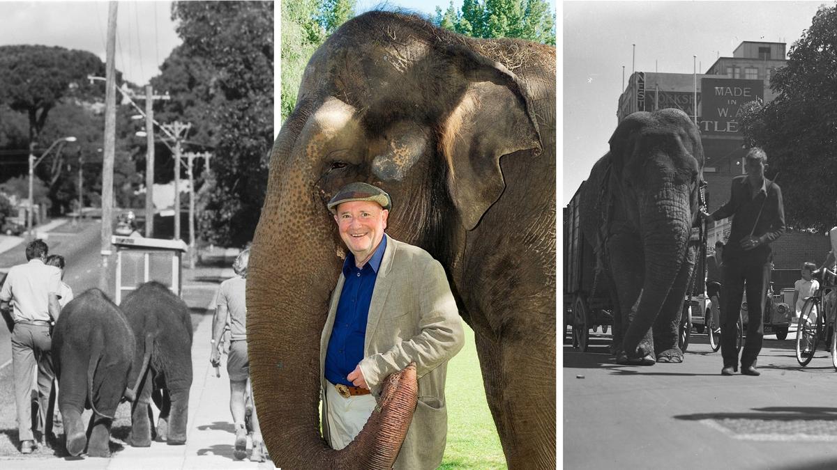 Reflecting on 125 years of elephants at Perth Zoo as Putra Mas’ departure closes the chapter