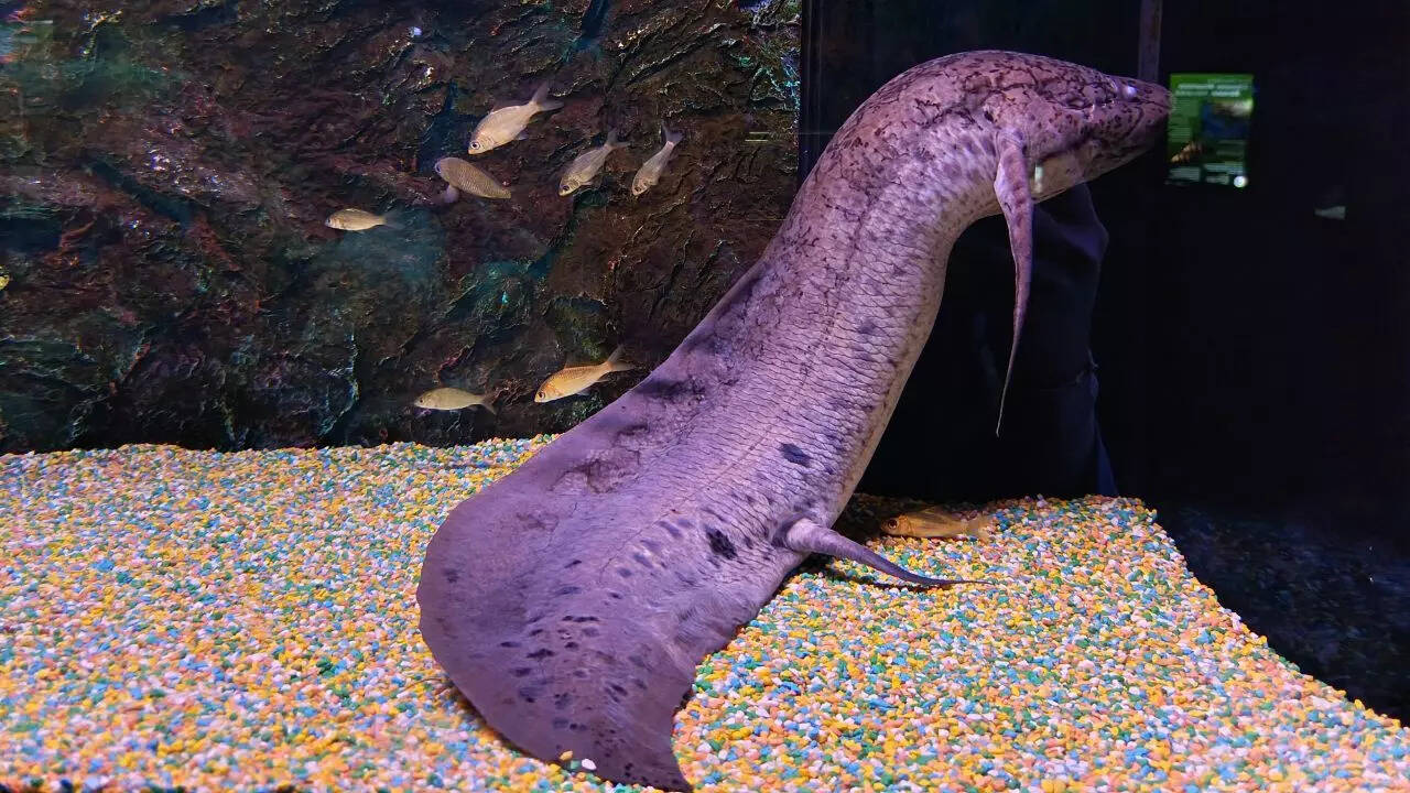African Lungfish