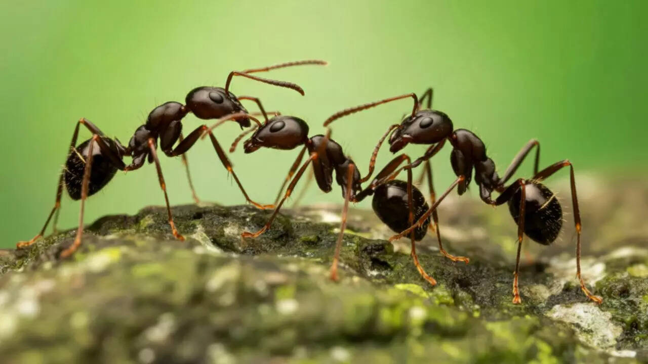 Ants