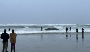 Young Humpback Whale Stranded on Beach After Getting Caught in Fishing Lines as Crowds Battle Surf to Help (Exclusive)