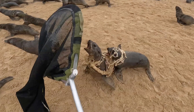baby seals in Namibia tied together with net