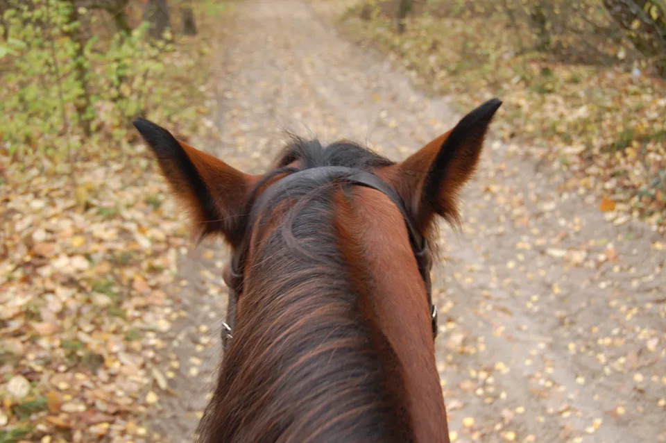 A view from horseback, focusing on the horse's ears as it walks down a leaf-strewn forest path