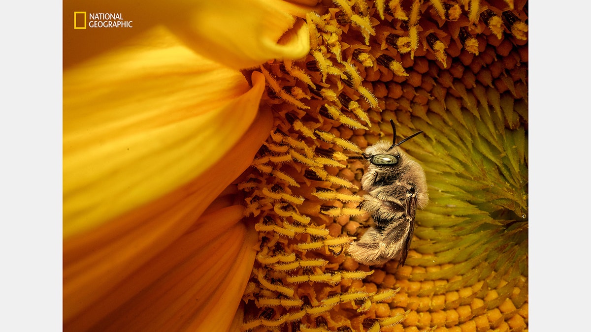 A bee rests on a sunflower