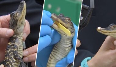 Boston’s baby alligator OK after Charles River rescue – NBC Boston