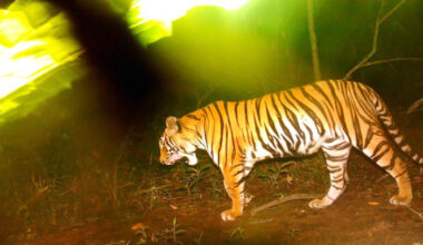 Bangkok Post - Sai Yok camera captures new tiger cub in wild