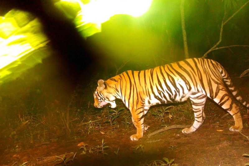 A new tiger cub is captured via a camera trap at Sai Yok National Park in Kanchanaburi. (Photo courtesy of Sai Yok National Park)