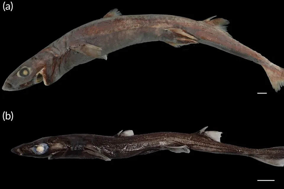 csiro.au New lantern shark species