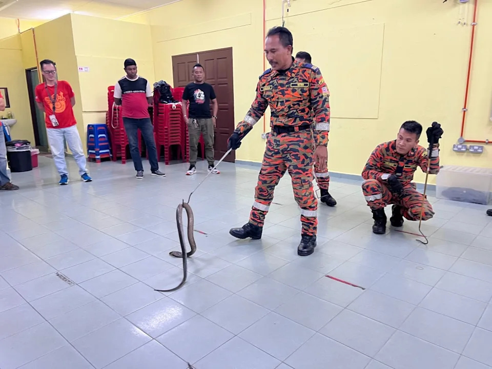Noorizun demonstrates how to safely shift a monocled cobra with a stick. — Picture by Opalyn Mok