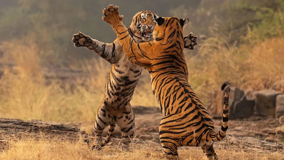  Two tigers engage in a playful fight, standing on their hind legs amidst dry grass and a misty background. 