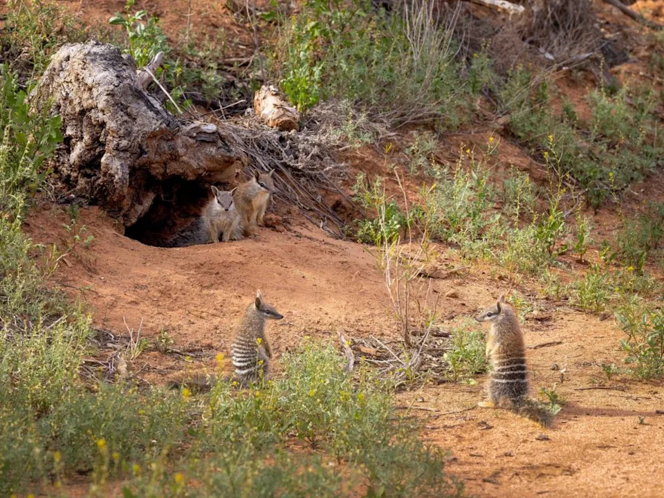 Photo Credit: Brad Leue/AWC