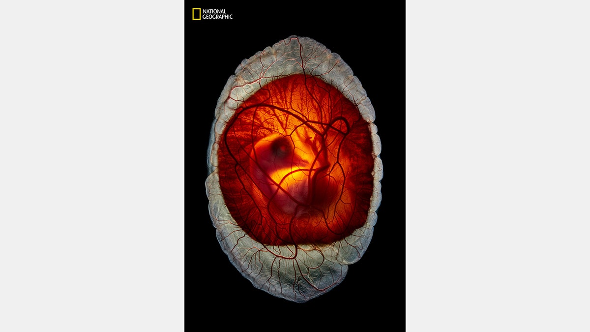 An embryo of a chick