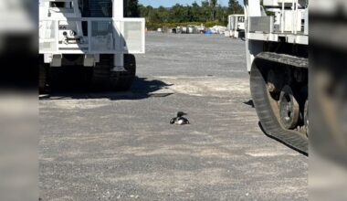 Electric Workers Race To Help Beautiful Animal In 'Life-And-Death' Situation