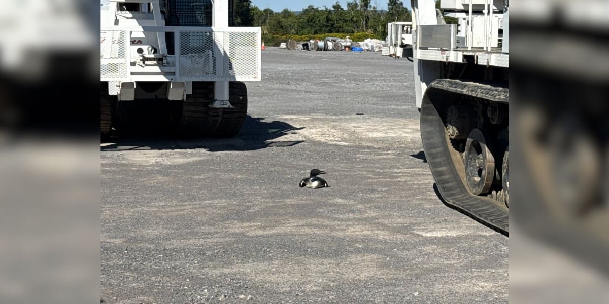 Electric Workers Race To Help Beautiful Animal In 'Life-And-Death' Situation