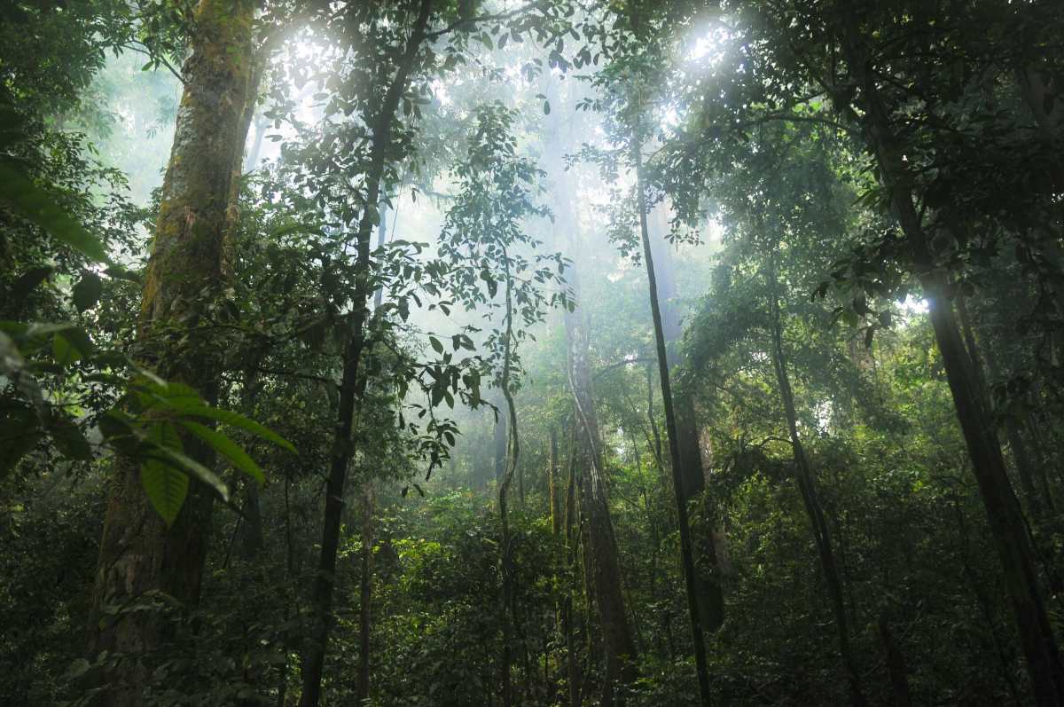 Light filters through the Amazon rainforest.